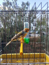 Canari