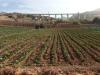 Vente Terrain Agricole Tipaza Cherchell