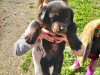 Chiots rottweiler 