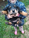 Chiots rottweiler 