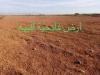 Vente Terrain Agricole Alger Ain benian