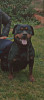 Femelle rottweiler 