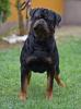 Chiot rottweiler Serbie 100% timit-tor 100%