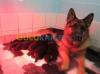 chiots  berger allemand