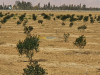 Vente Terrain Agricole Biskra El outaya