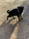 Chiots berger allemand 