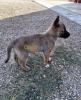 Malinois grand taille 