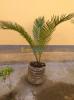 Cycas 