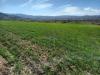 Vente Terrain Agricole Tlemcen Nedroma