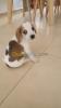 Chiot beagle lemon