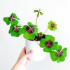 Oxalis iron cross