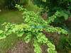 Arbres Ginkgo Biloba