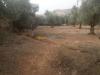 Vente Terrain Tlemcen Beni mester