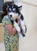 Chiots huskies poil long yeux bleus 