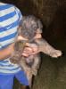 Chiot berger allemand 1 mois