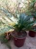 cycas plantes