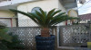 VEND PETITS CYCAS + AGES AVEC TRONC