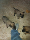 Malinois a vendre 