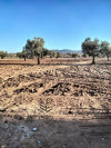 Vente Terrain Agricole Tlemcen Tlemcen