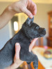 Deux chiots cane corso