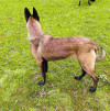 Malinois charbonnais