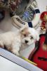 Caniche bichon maltais 