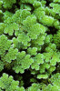 Azolla نبات الازولا 