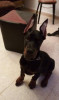 Chiots Dobermans High Quality 