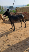 Femelle malinois 