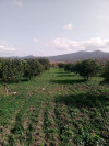 Vente Terrain Agricole Annaba El hadjar