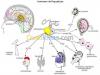 Cours de soutien sciences naturelles