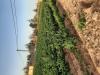 Vente Terrain Agricole Naama Ain ben khelil