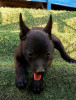 Chiot malinois 