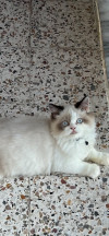 Chat mal persan ragdoll 8 moi