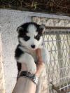 Husky chiot racé pure