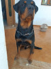 Rottweiler 11 mois