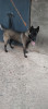 Chien femele malinois 9mois mdrisi mrigla