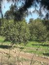 Vente Terrain Agricole Blida Boufarik