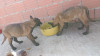 Chiots malinois