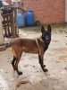 Chien malinois