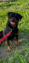 Femelle rottweiller serbe 