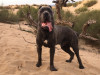 Cane corso 