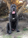 Cane corso