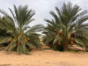 Vente Terrain Agricole Biskra Tolga