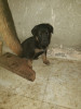 chiot berger allemand