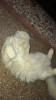 chat angora persan mal