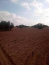 Vente Terrain Agricole Oran Oran