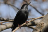 العصفور الاسود النادر black starling 