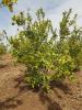 Vente des citrons en gros