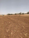 Vente Terrain Agricole Tlemcen Bensekrane